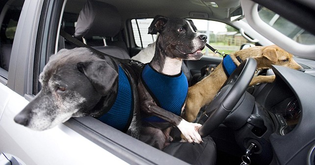 Volkswagen teaches dogs to Drive Cars