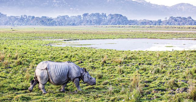 One Horned Rhino Assam