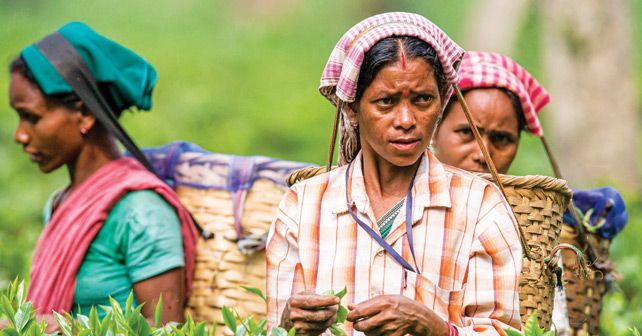 Tea Pluckers In Assam