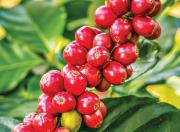 Honda Drive To Discover 2021 Coffee Plant
